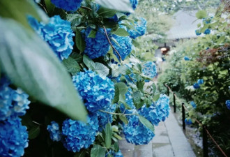 镰仓的初夏属于紫阳花 6月的浪漫都藏在细雨里