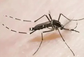 广东佛山确诊超2600例 基孔肯雅热疫情易跨省传播