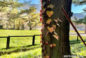 济州岛宛如韩国夏威夷？十大景点你去过几个