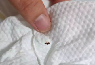 随着夏天到来，中国的毒虫正扩散至北方...