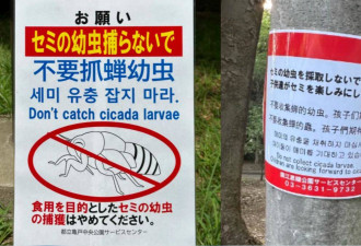 中国人狂抓蝉蛹吃 日本公园张贴中文禁抓公告