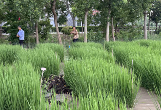 台商进军上海 打造农业黄埔军校