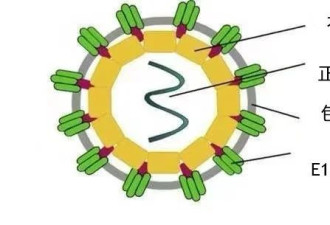 "基孔肯雅热"怎么防怎么治？会出现人传人现象吗?