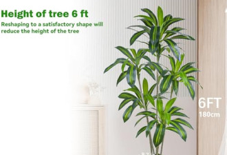 限时8折，Dracaena Tree 6英尺高的人造植物室内丝绸树