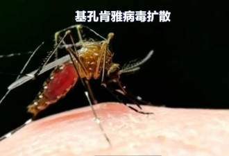 世卫警告：基孔肯雅病毒恐全球传播
