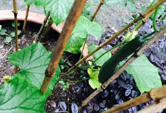 孙俪的“豪宅”火了，粗茶淡饭，田里摘菜！