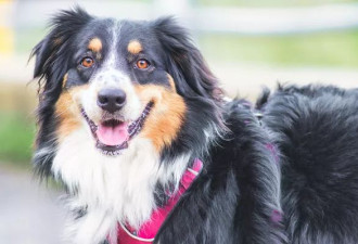 女森林遛狗被陌生男"抓手臂"拽走,牧羊犬见主人有难立即飞扑