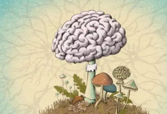 人体内充斥着真菌：但它们会否造成大脑疾病？