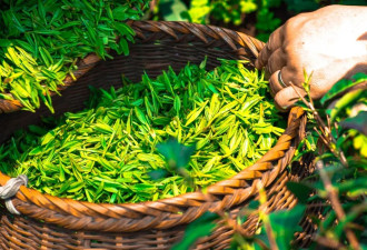 多喝绿茶，能激活多种长寿蛋白，延缓衰老