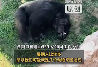 游客抛烟头 猩猩叼起猛抽 园方:会加强管理