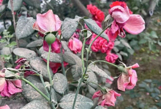 3046公里，她们用玫瑰锁住了塔克拉玛干