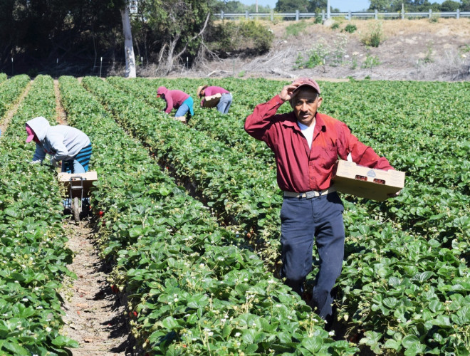 TFW Program – Migrant Worker Hub