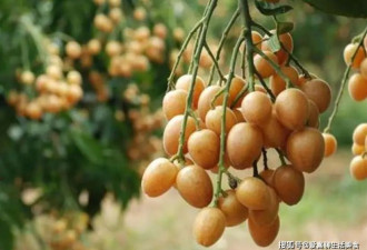 三伏天来临5种“伏果”要多吃 清香滋润赶走暑气