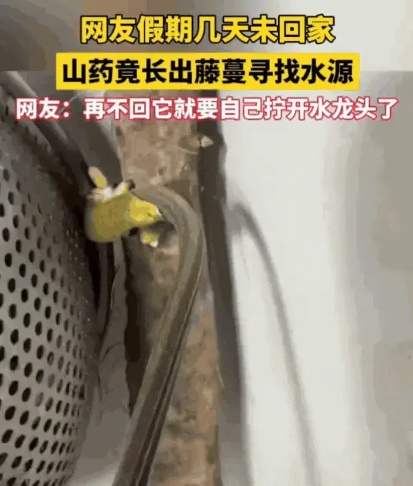 发芽的土豆 到底能不能吃？