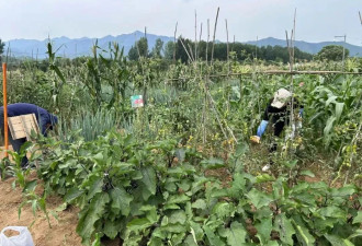 凌晨四点，一家密云农场被洪水吞噬