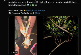 澳洲惊见巨无霸竹节虫 全新物种体长竟达到40公分