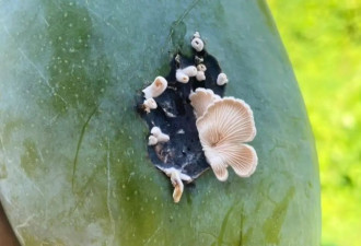 芒果上长出“白色蘑菇”，专家称是裂褶菌
