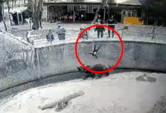 妈带3岁女逛动物园 竟把她丢去喂棕熊 画面曝光