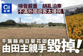 网红打卡美景一夜消失 田主不堪嘈杂拥堵亲手毁掉