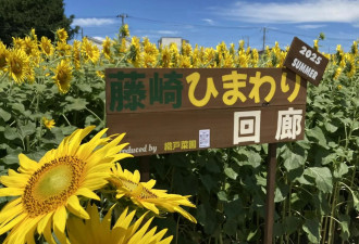 网红打卡美景一夜消失 田主不堪嘈杂拥堵亲手毁掉