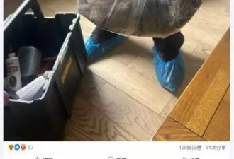 英国鼠患严重 惊现老鼠巨大如狗 媒体痛批