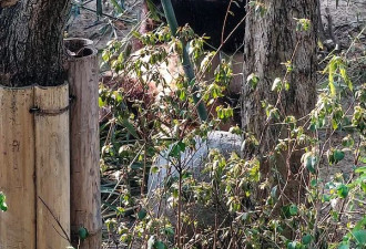 直播主夫妻造谣大熊猫遭虐待 牟利17万元遭判囚