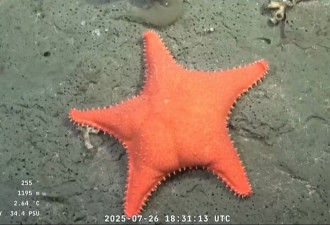 阿根廷水中机器人直播深海 日流量超百万
