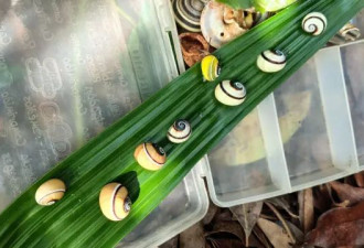 因太美丽走向灭绝，科学家探索人工饲养彩条蜗牛