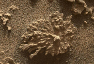 火星惊见“珊瑚岩”！可能潜藏生命