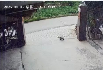 养了三十多年的鳄龟被司机抱走，主人恳求“不要杀它”