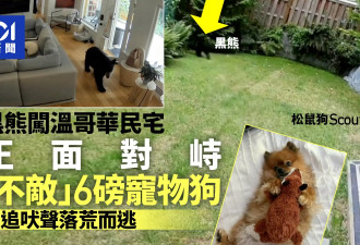 温哥华大黑熊误闯民居 被宠物狗“标尿”落荒而逃