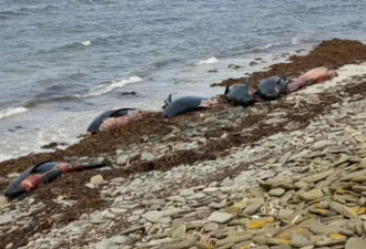 23头领航鲸在英国小岛搁浅死亡,其中一头雌鲸怀孕
