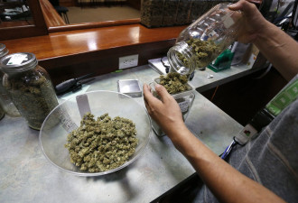 川普政府考虑进一步开放大麻