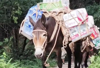 善心用错地方？峨眉山骡子“累到发抖”视频引网友破防后