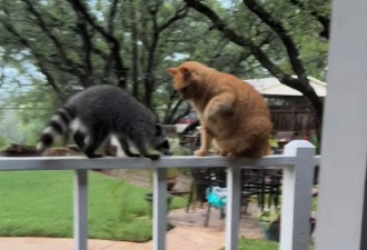 小浣熊 vs 橘猫，开局即定胜负