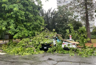 大温狂风暴雨作妖！6000户停电 全民冷飕飕
