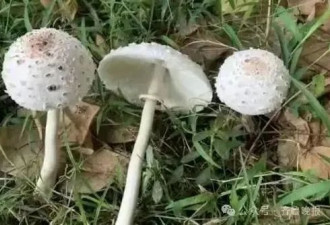 "越野跑大神"突传中毒身亡!误食到去世不到72小时