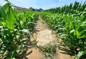 全国最矮的山仅0.6米高？当地: 确为县级文物