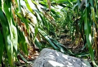 全国最矮的山仅0.6米高？当地: 确为县级文物