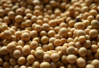 贸战冲击!中国不买美国大豆,美农民致函川普求救