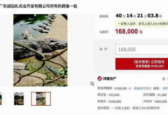 广东2500斤鳄鱼被拍卖，法院：需“上门自提”