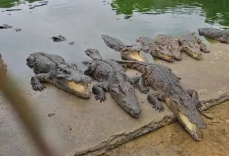 广东2500斤鳄鱼被拍卖，法院：需“上门自提”