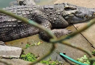 广东2500斤鳄鱼被拍卖，法院：需“上门自提”