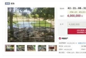 广东2500斤鳄鱼被拍卖，法院：需“上门自提”