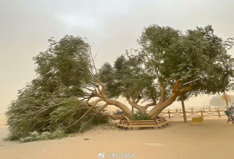 相伴54载，敦煌月牙泉夫妻柳“离婚了”
