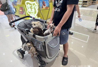 中国宠物经济快速成长 “养儿式养宠”观念盛行