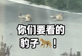 太原小区现“豹景房” 业主发视频请粉丝围观非洲豹