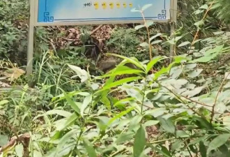 多地游客爬山遇到魔性“加油”牌：“爬不动了吧.....