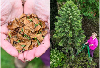 钱真的长在树上！史前恐龙树首次结籽