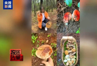 云南大理“采菌游”爆火，央媒：无序采摘已引发多起警情